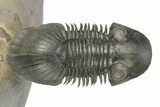 Flying Paralejurus Trilobite - Rock Removed Under Shell #276389-5